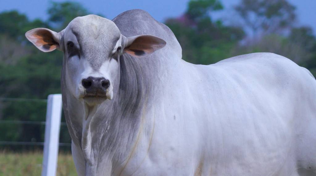 Leilão 3 Fronteiras oferta 80 touros Nelore PO avaliados no Agro Canal