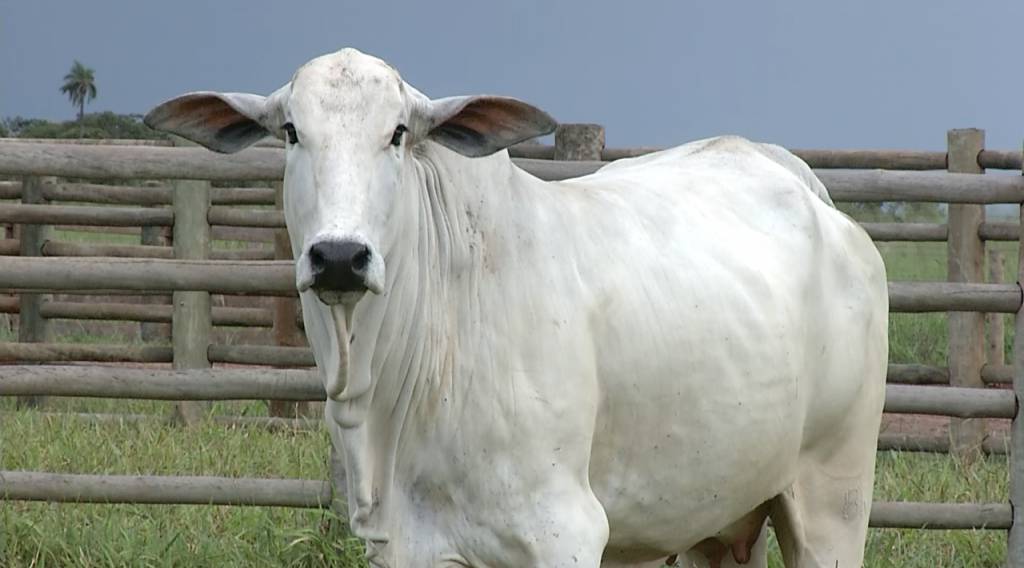 Imperdível: De Olho Na Fazenda Pecuária BR começa hoje no SBA