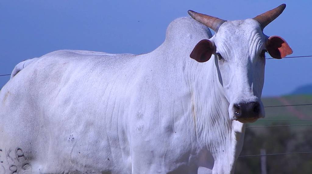 Nelore Beka apresenta animais de alto padrão, hoje no Canal do Boi