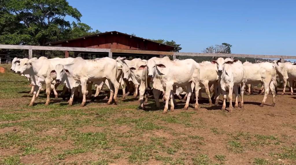 Aproveite: 'Leilão Corte ABS' oferta gado comercial e embriões no Agro Canal