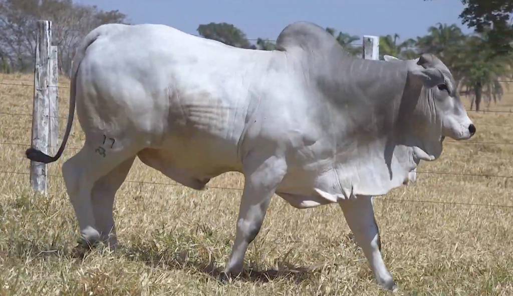 Leilão Estância dos Ipês oferta 51 animais Nelore PO, hoje no AgroCanal