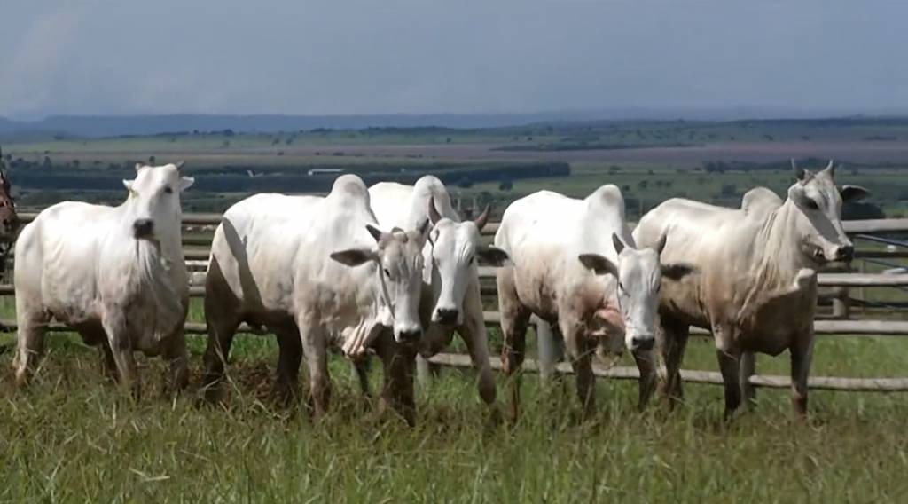 Veja o leilão de encerramento do 'De Olho na Fazenda Pecuária BR' nesta terça