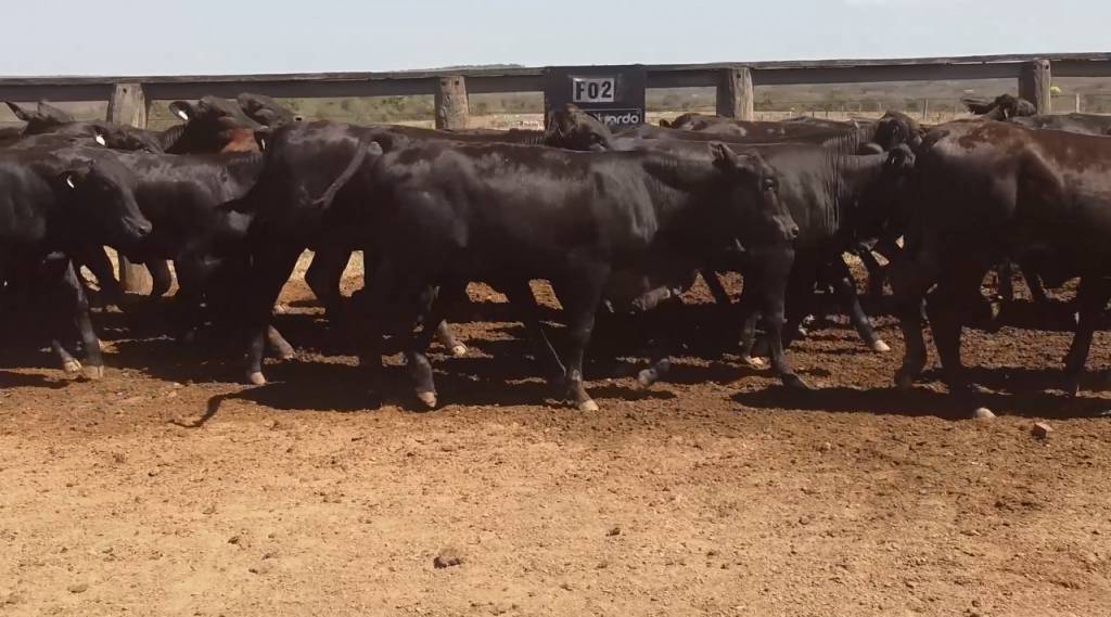 Hoje: Boi em Pauta oferta 1.500 animais de corte no Agro Canal