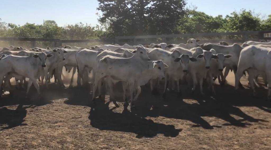 Hoje: Boi em Pauta oferta 1.500 animais de corte no Canal do Boi