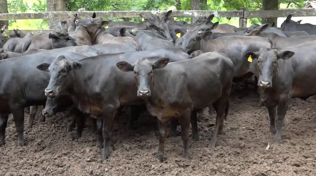 Hoje: Leilão Qualidade Total oferta animais para cria, recria e engorda