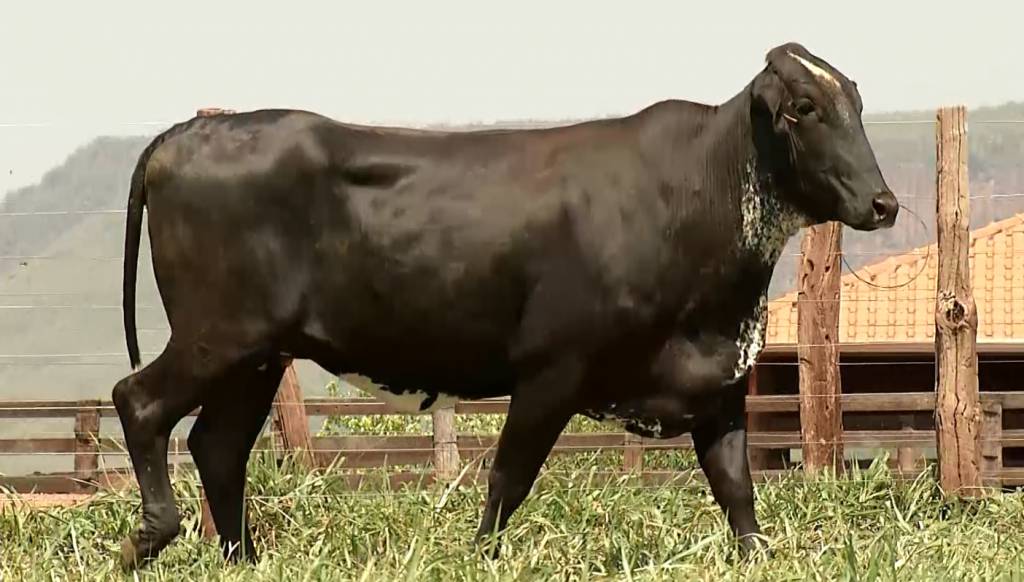 Confira as novilhas Girolando da Calidad Genética nesta quinta 