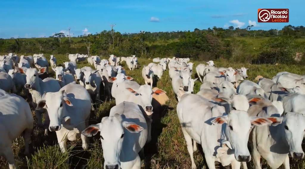 Fazenda São Sebastião oferta 2 mil animais de corte. Aproveite!
