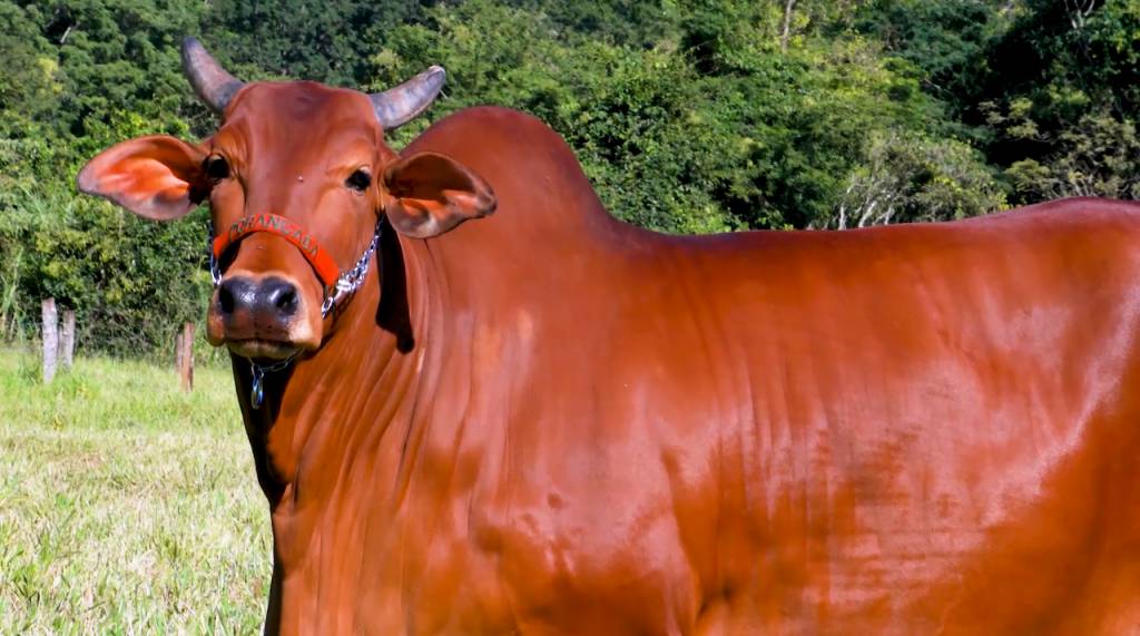 Sindi da Porangaba: invista em excelência genética neste sábado