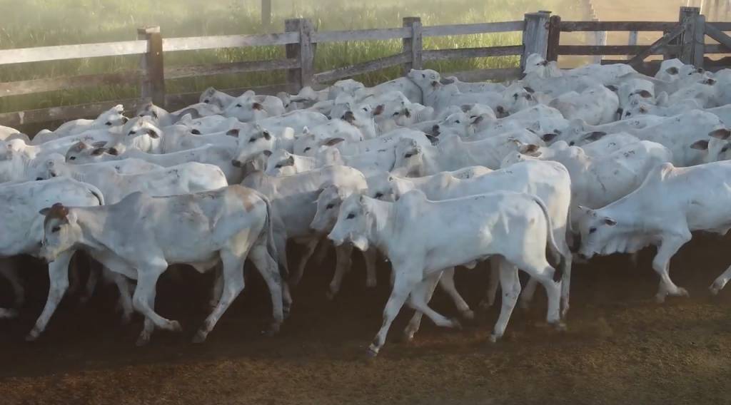Hoje: Participe do 1º Leilão Agropecuária JCM e melhore a sua produção