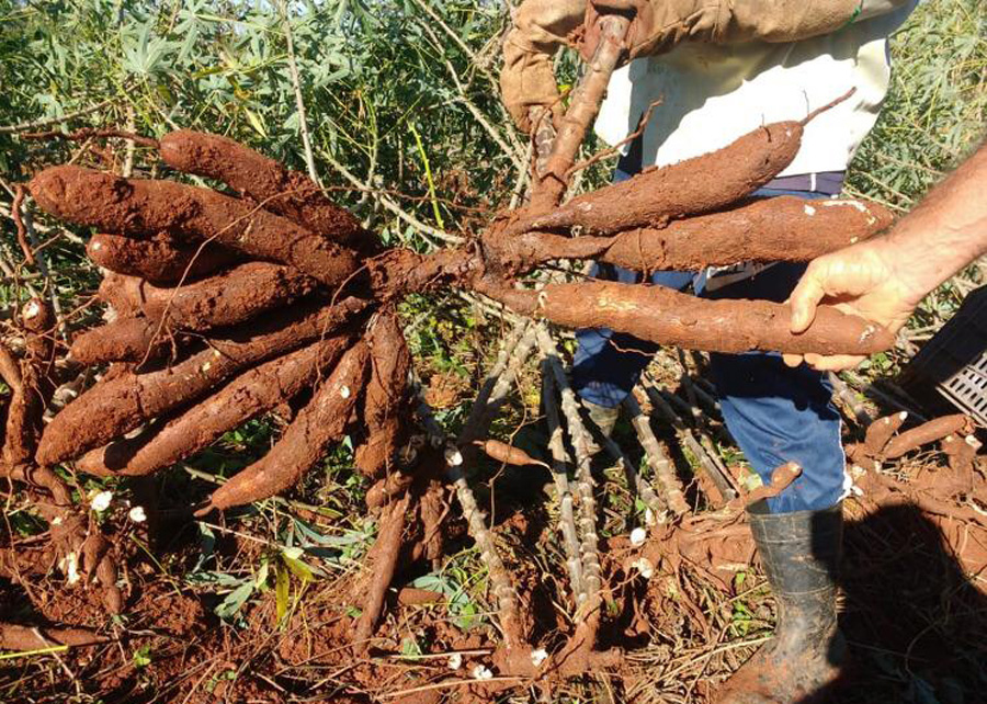 Embrapa do Paraná desenvolve 'mandioca de mesa' 