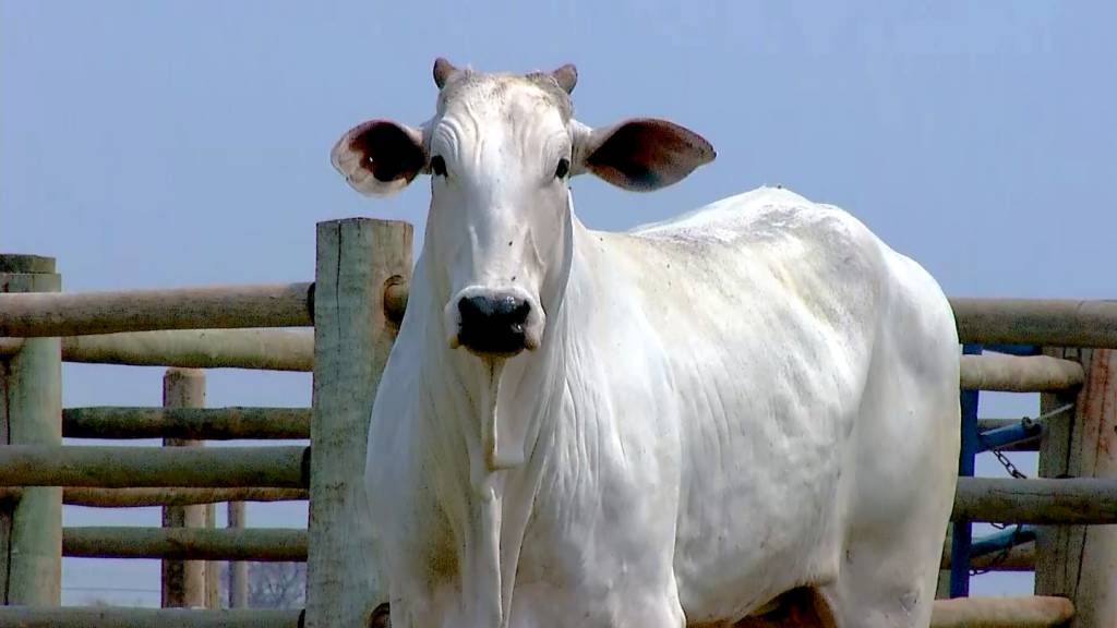 Fazenda Pecuária BR oferta matrizes Nelore paridas, hoje no AgroCanal