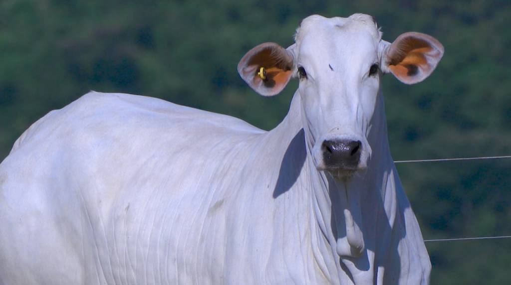 Leilão 'Nelore AZ' oferta 70 fêmeas PO, hoje no Agro Canal