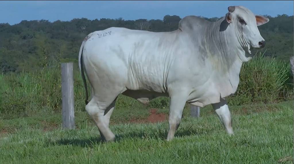 Não perca o leilão Nelore Cort touros, hoje no Agro Canal 