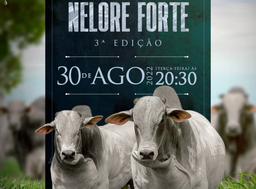 Veja o leilão Nelore Forte nesta terça
