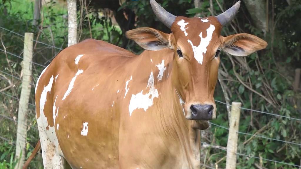 Hoje: Nelore Pintado Visa oferta matrizes, novilhas e garrotes no Agro Canal