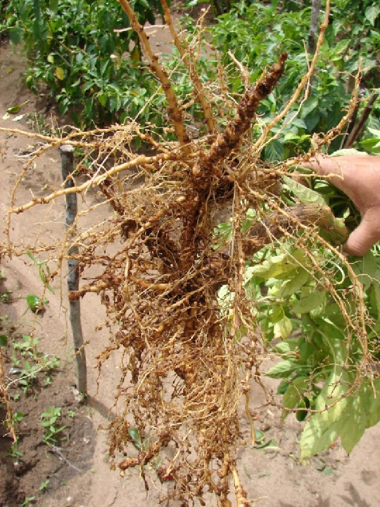 37º Congresso Brasileiro de Nematologia será em agosto 
