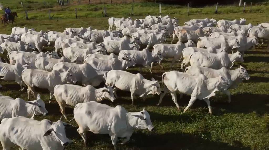 Hoje: De Olho na Fazenda Capão de Angico oferta fêmeas Nelore PO