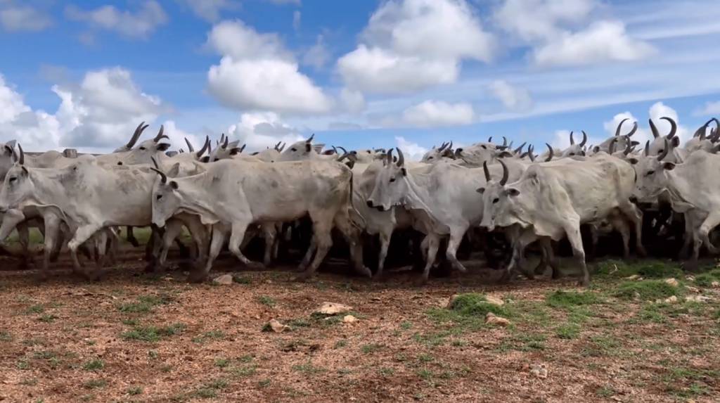 AgroCampo NutriCampo oferta 3 mil animais de corte hoje no Agro Canal