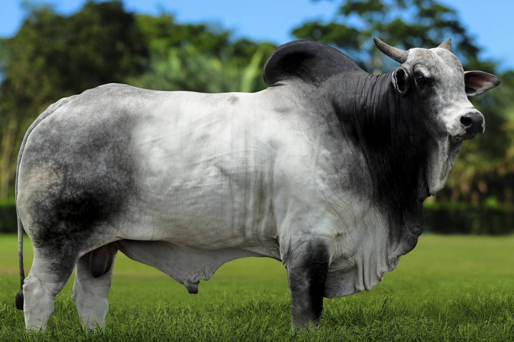 Veja os Touros da Semana do Genética BR 