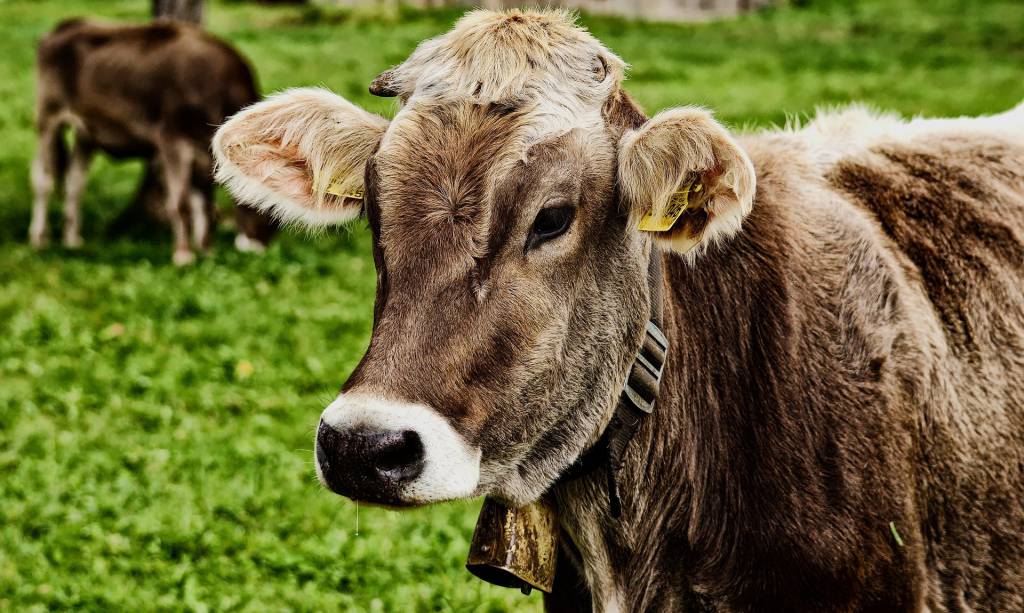 Produção de carne bovina soma 1,94 milhões de ton em MT