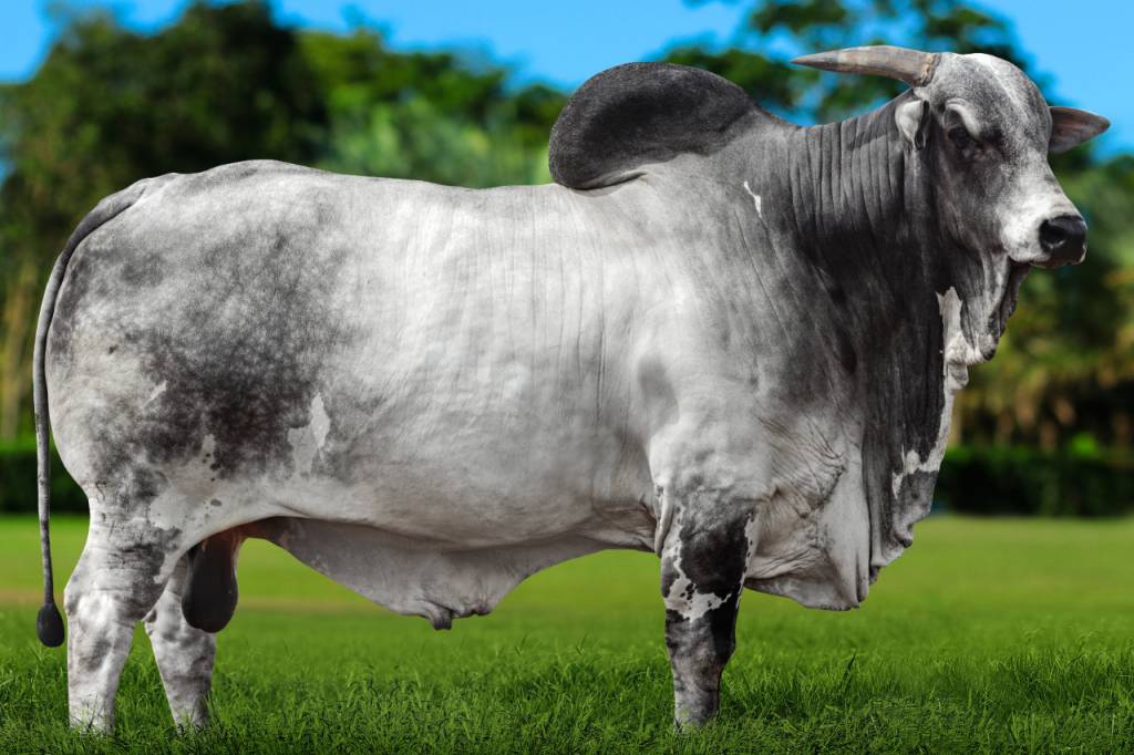 Genética BR realiza ação de vendas, hoje no AgroCanal