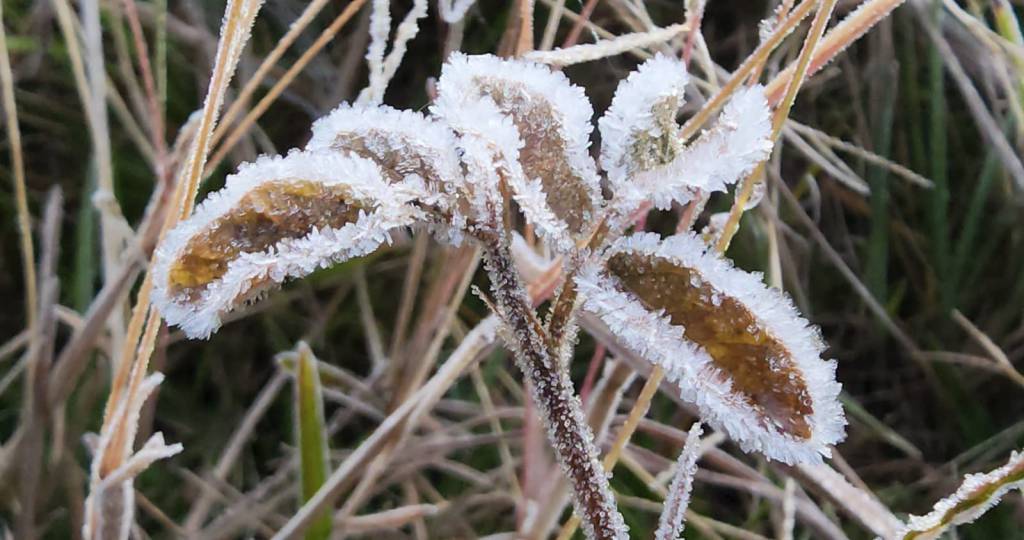 Serra Catarinense amanhece com geada e temperaturas negativas nesta segunda