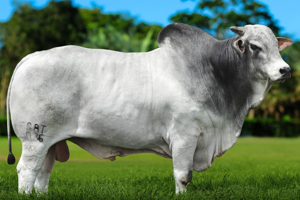 Touros da Semana: veja os animais do Genética BR em promoção