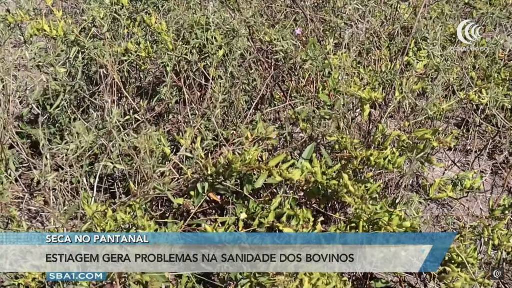 Seca no Pantanal: estiagem preocupa produtores da região