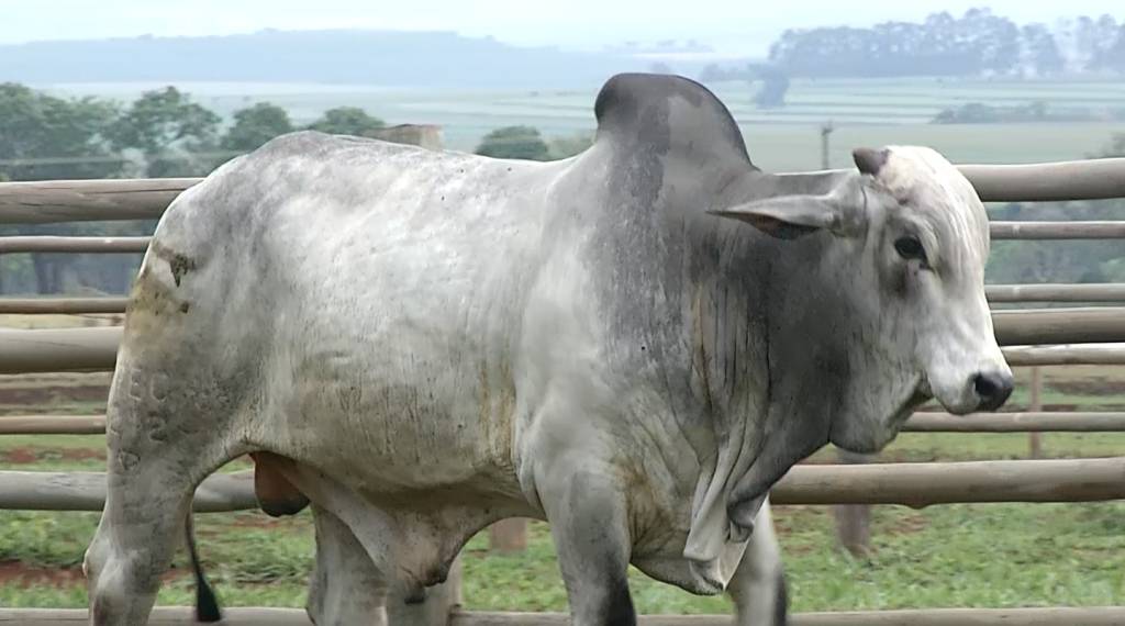ABCZ e Embrapa investem na genética de zebuínos