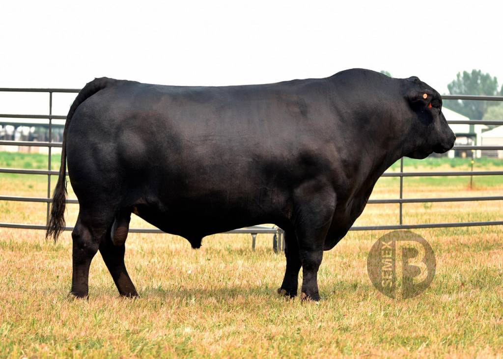 Canal do Boi transmite Top Vendas Semex na quarta-feira 