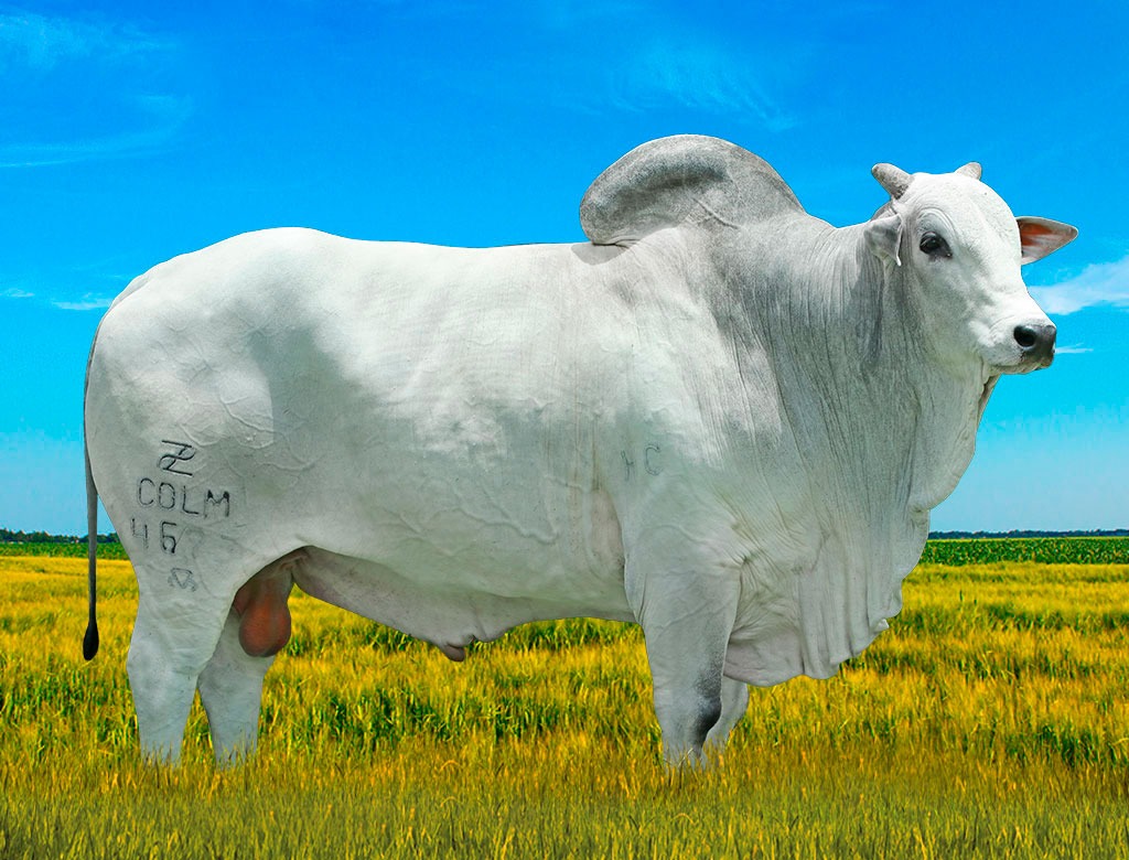 Top de Vendas Semex oferta material genético, hoje no Canal do Boi 
