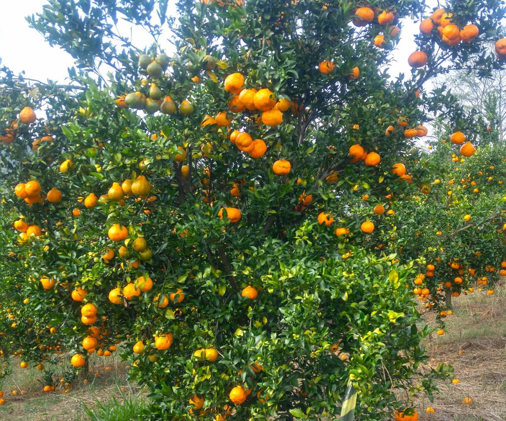 MG: circuito Frutificaminas debate controle do greening e biofertilizante 