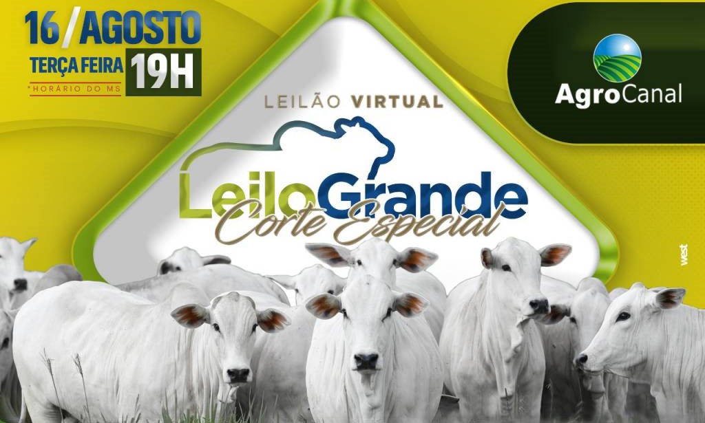 Veja o leilão de corte especial da Leilogrande, hoje no AgroCanal