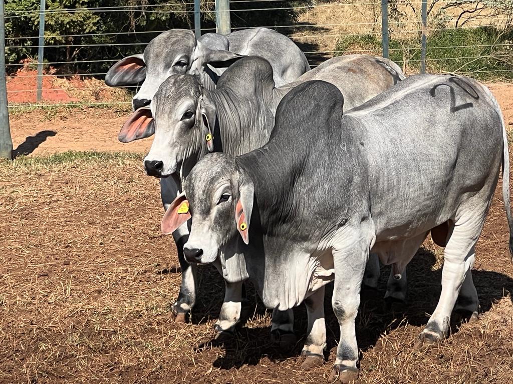 Confira os vencedores da 3ª Prova Eficiência e Performance Brahman 