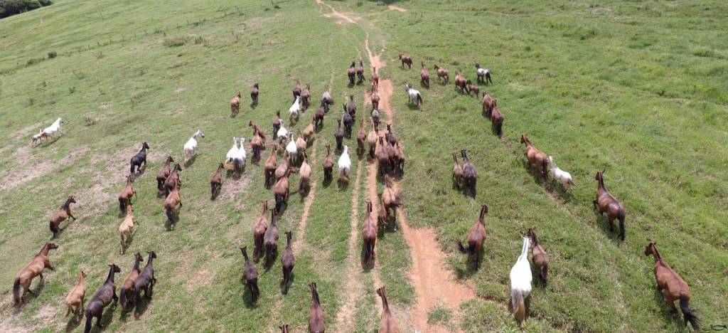 Exposição de cavalos deve ter público de 200 mil pessoas em BH