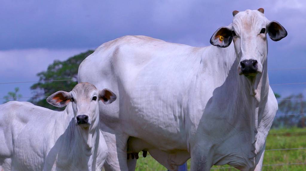 Leilão VRJO oferta fêmeas Nelore PO, hoje no Agro Canal