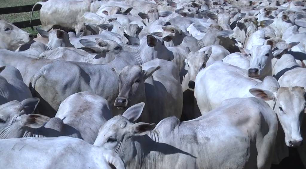 Fazenda Vale do Rio Prata oferta mais de 700 animais. Aproveite! 