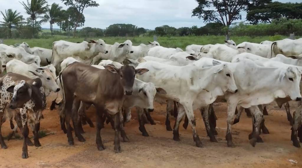 Leilão Parceiros Vergalhão oferta 4 mil animais de corte, no Canal do Boi