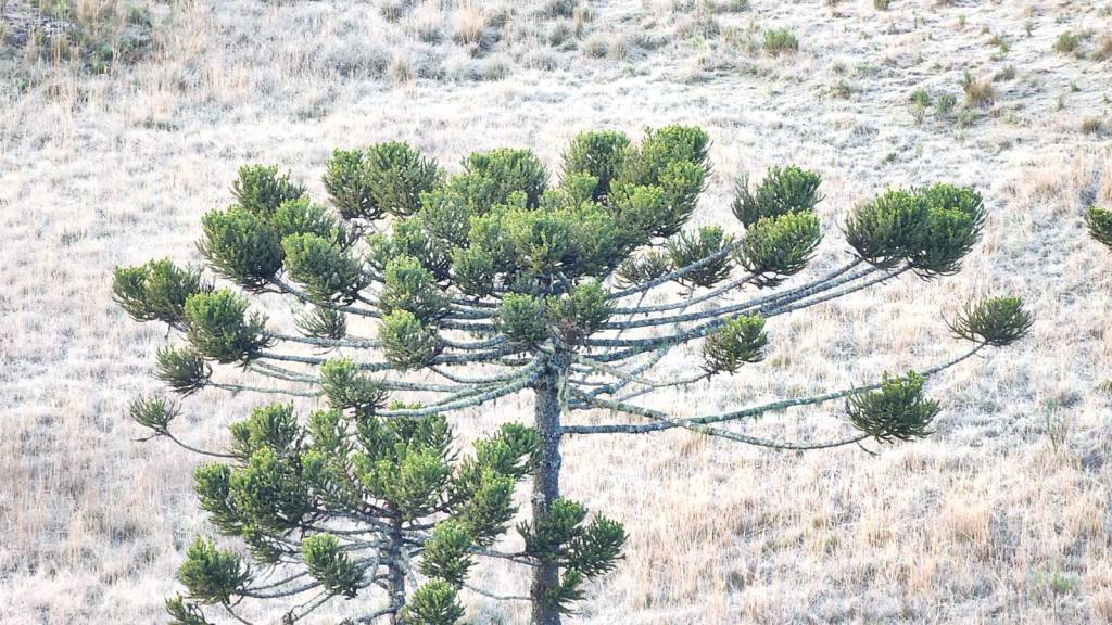 SC: Caminhos da Neve tem em média uma geada a cada três dias