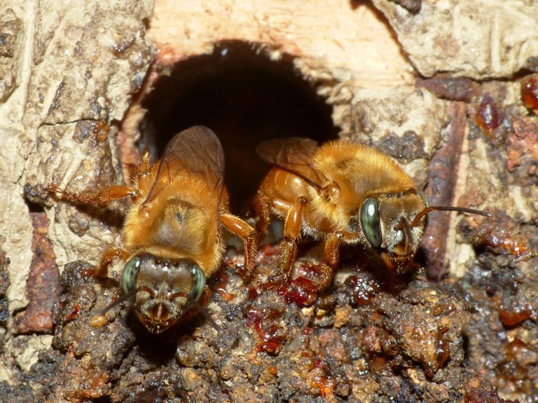 Pesquisador descobre rede de tráfico de abelhas sem ferrão 