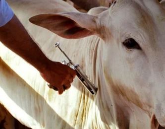 Calendário de vacinação contra aftosa vai até dia 31