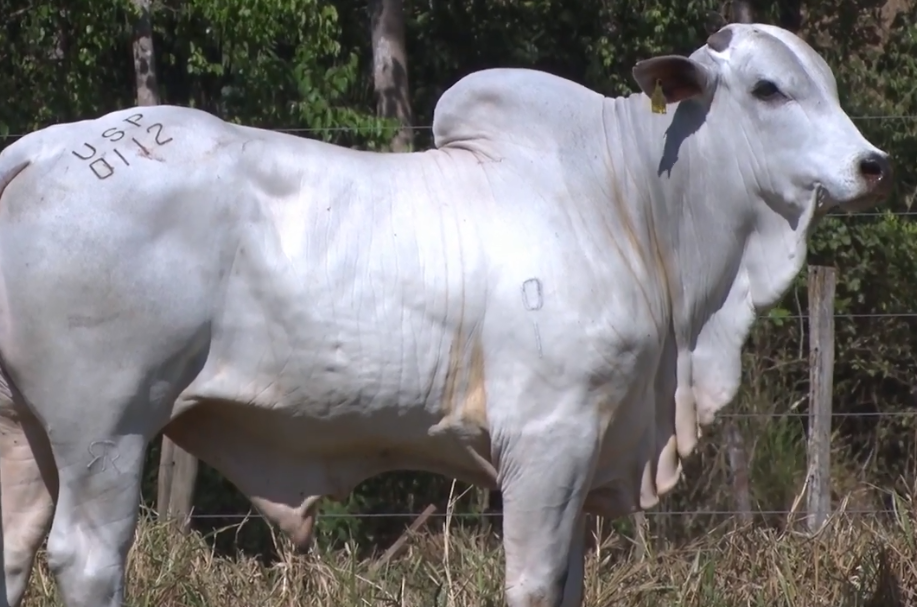 É hoje: 'Leilão Agropecuária Ribeirópolis- Edição Touros CEIP'