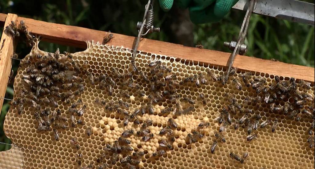 Produção sustentável: Apicultura preserva a natureza 