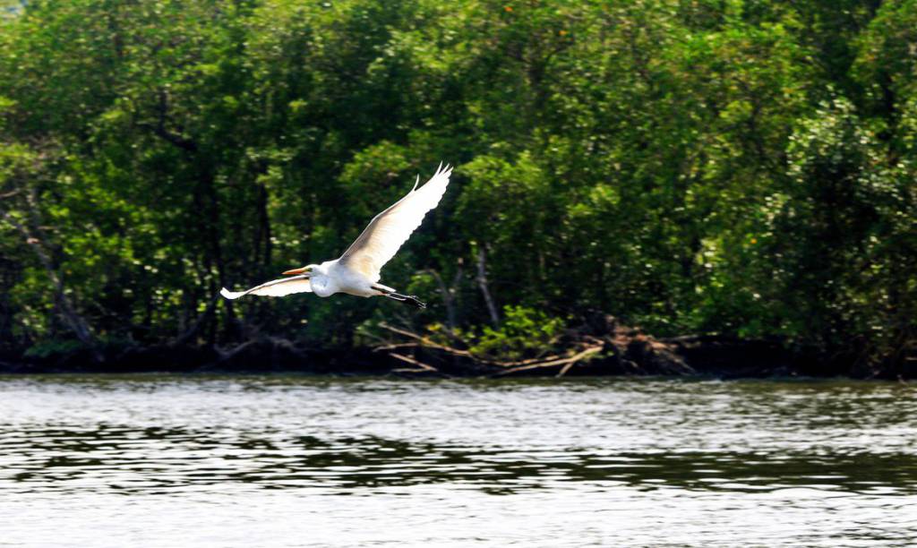 Gripe aviária: Paraná decreta estado de emergência zoossanitária