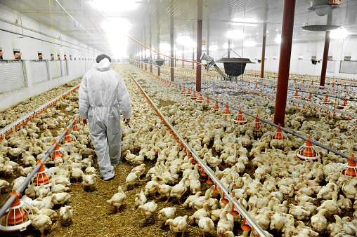 Avicultores têm o poder de compra elevado com desvalorização do frango vivo