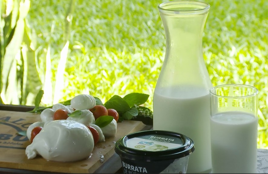 Leite e carne de búfala apresentam muitas vantagens nutricionais