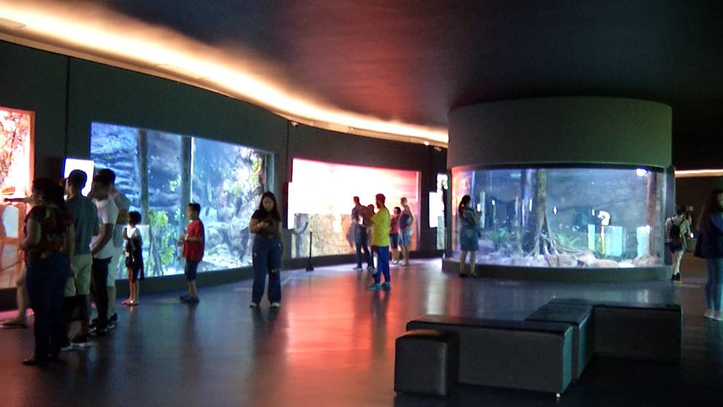 Guia Ilustrado dos Peixes do Pantanal nasceu com a criação do Bioparque Pantanal