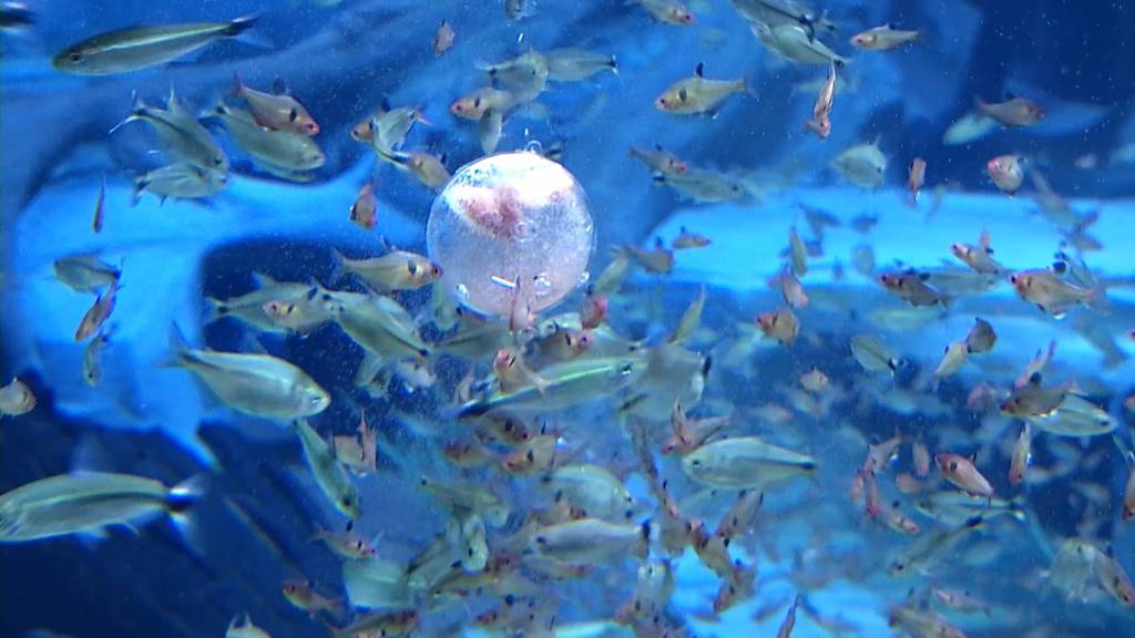 Alimentação dos peixes no Bioparque Pantanal é feita de acordo com as espécies