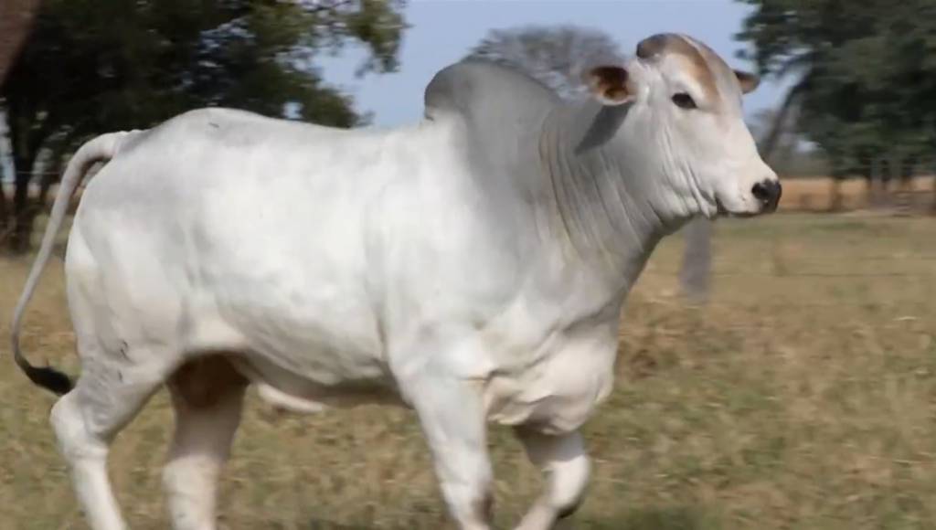 Confira mais uma etapa do 'De Olho Na Fazenda Nelore Birigui'