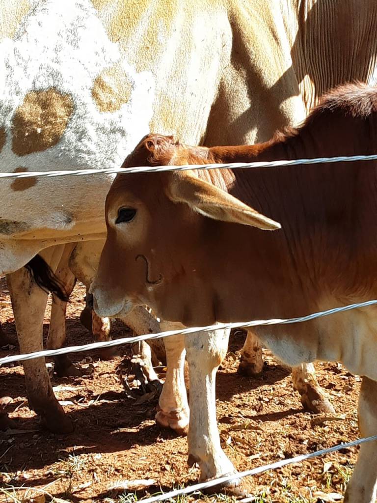 Prazo para vacinar rebanho contra Brucelose termina dia 31 